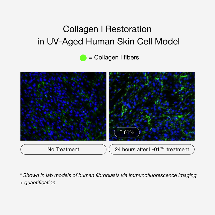 Longevity Protocol Serum + Moisturizer